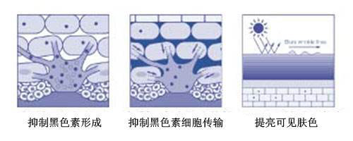 精华应该怎么选？挥别错的才能和对的相逢