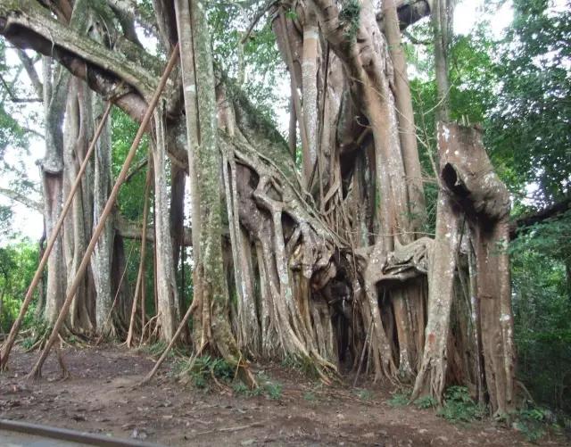动物与植物有哪些成语故事,哪些成语与植物行为有关