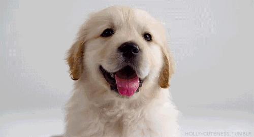 「畅享养宠」夏季狗狗异味深长？简单几招，让Ta一味不留