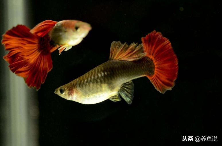 孔雀鱼把小鱼生在原缸里了怎么办,孔雀鱼母鱼生小鱼前的征兆