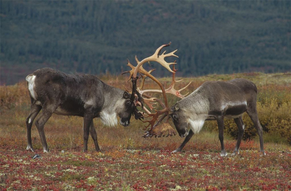 驯鹿的眼睛随季节变色，求偶叫声奇特，迁徙途中换下的毛发当路标