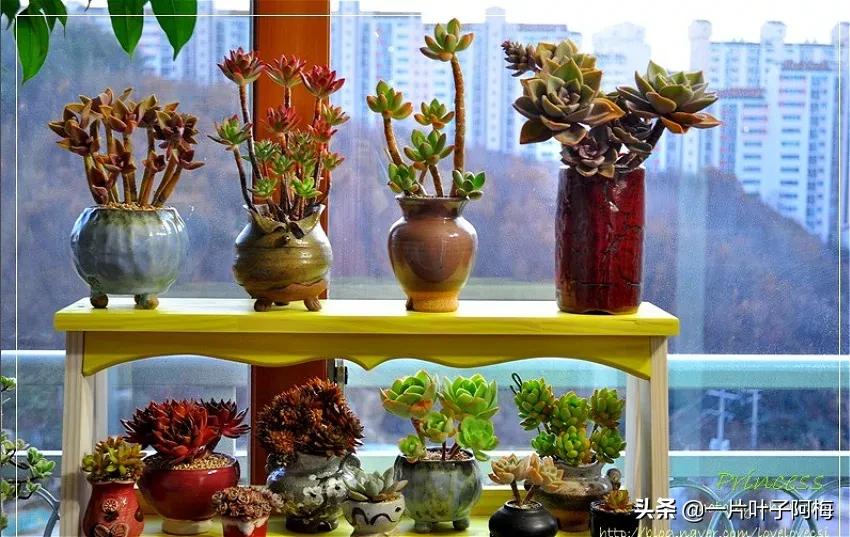 哪些多肉适合养老桩?多肉老桩摆窗台最精致了,看一眼就忘不了