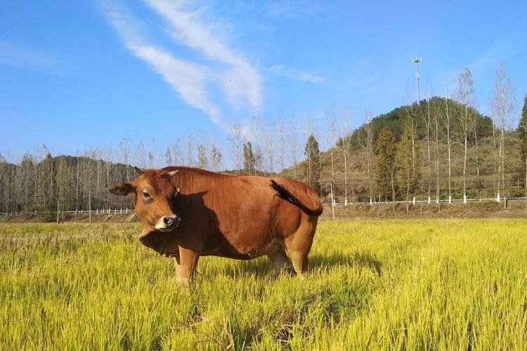 如何喂养牛,养黄牛要喂什么饲料好