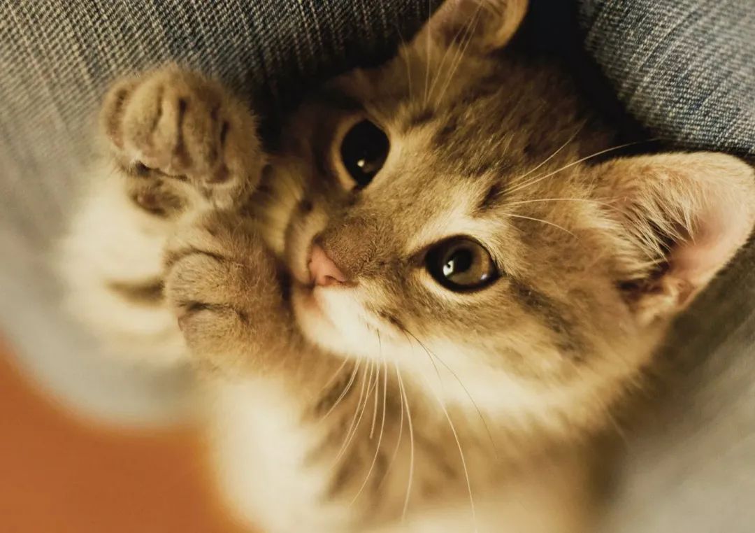 洗衣机里放什么可以去除猫毛,怎么用洗衣机洗掉衣服上的猫毛