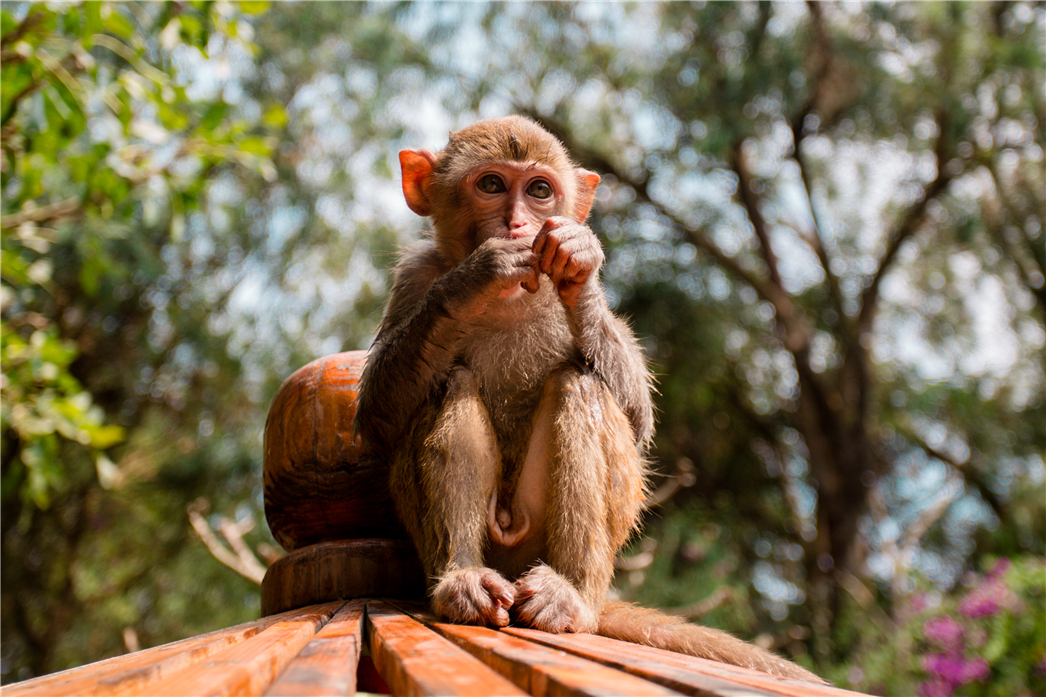 海南必玩猴岛与呆呆丨看萌呆猕猴，呆呆岛发呆