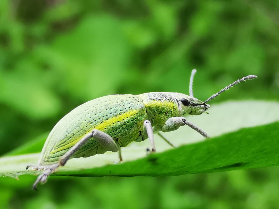 鐢樿柉铓佽薄鍗卞,鐢樿柉铓佽薄鐥囩姸