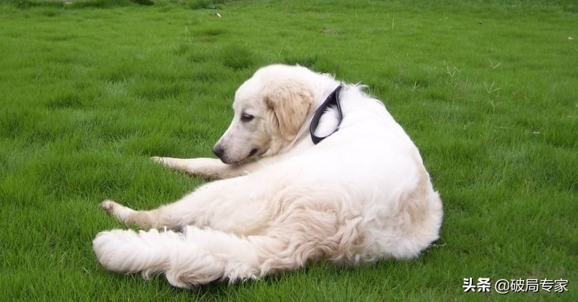 肉狗养殖基地骗局视频,养殖肉驴骗局揭秘