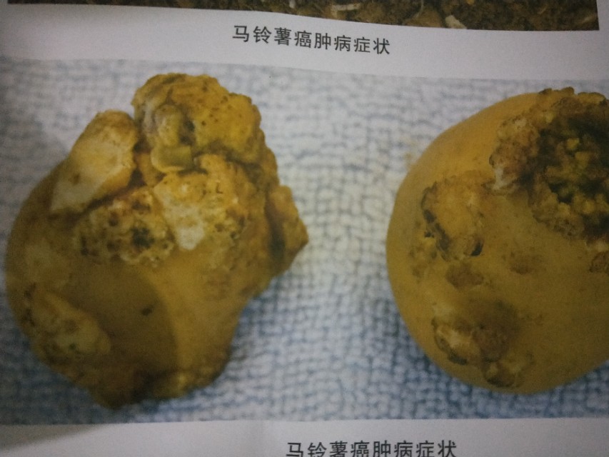 马铃薯最常见的病害是什么,马铃薯癌肿病分布地区