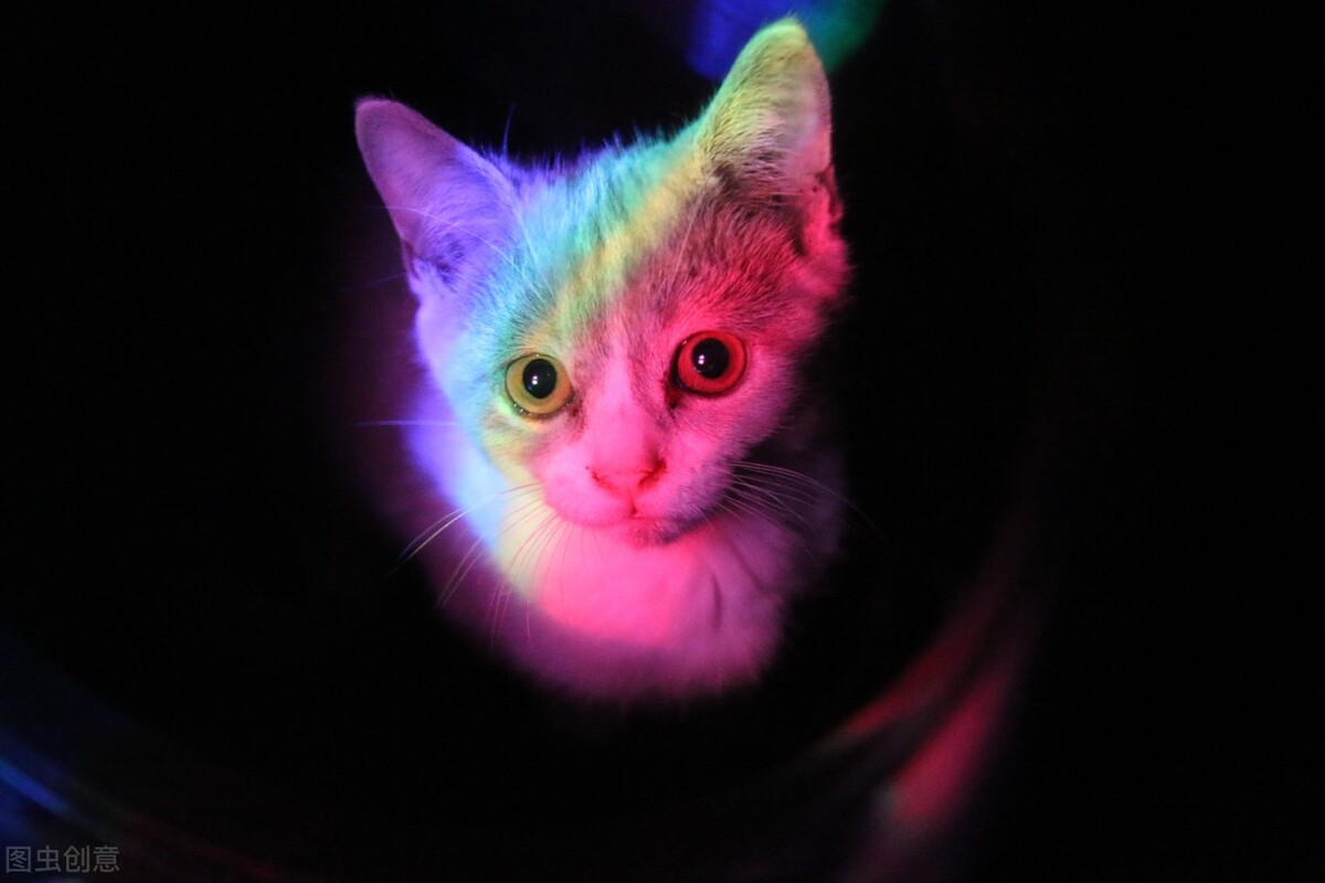 猫咪绝育术后结疤能否去掉头罩,猫咪绝育术后打消炎针多少钱