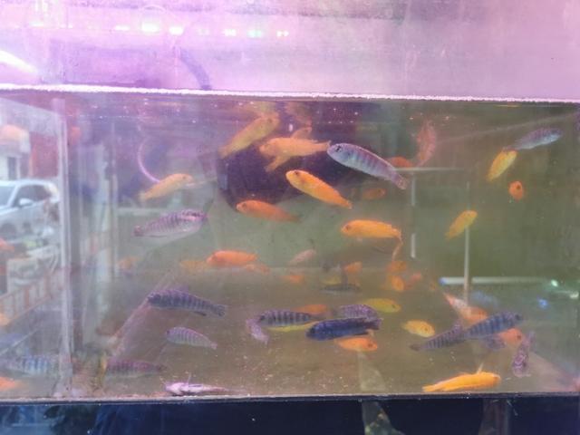 新手鱼友去水族店如何选鱼？