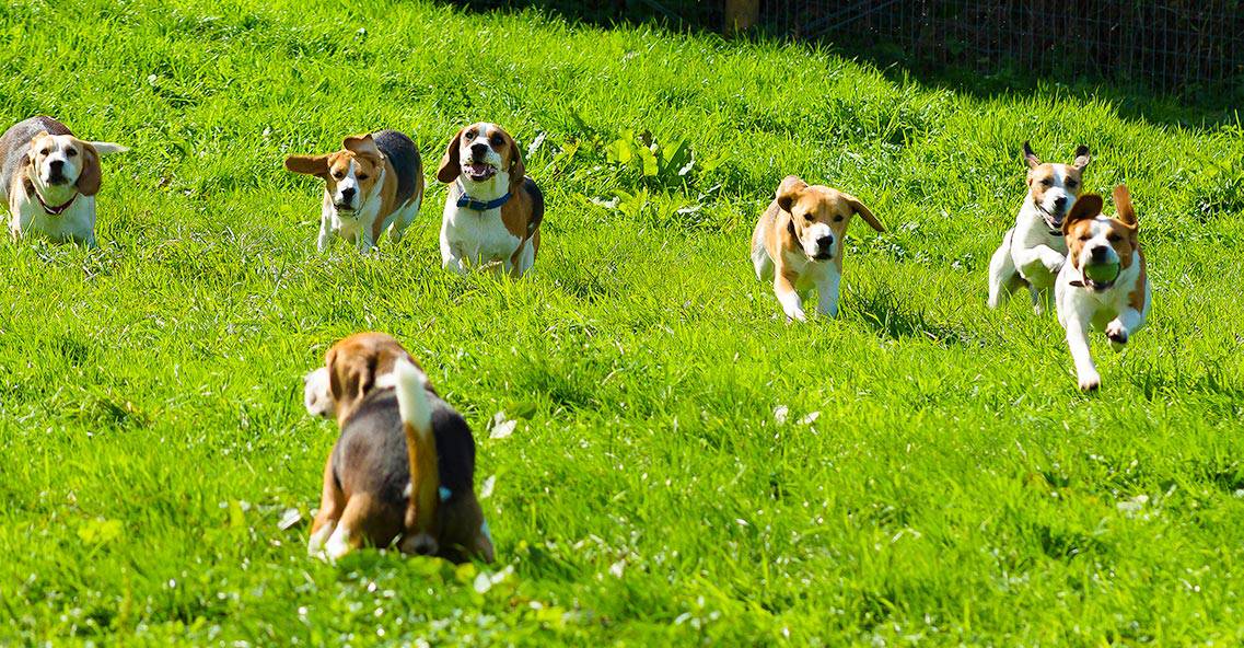 比格犬的优点和缺点有什么？看完这篇，别成为下一个比格犬受害者