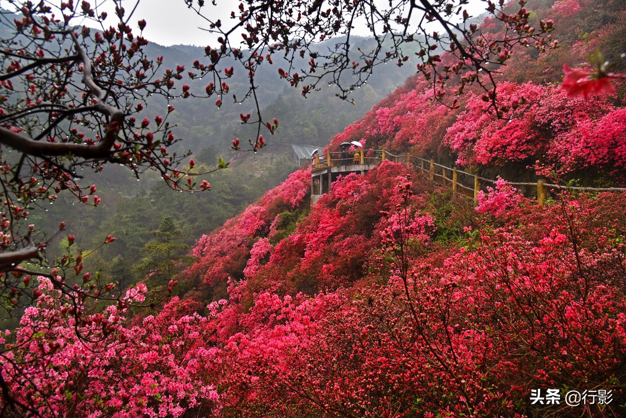 云雾山武汉,武汉汉口北打卡网红景点