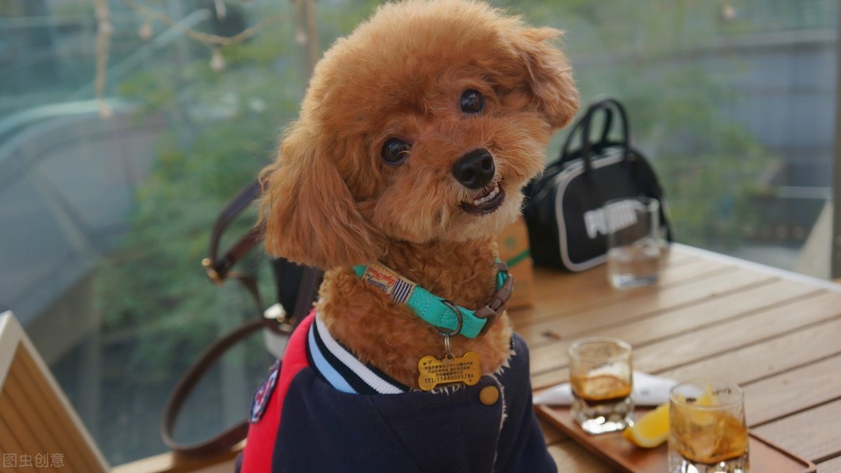 泰迪绝对不能吃的东西是什么,泰迪能吃和不能吃的东西有什么