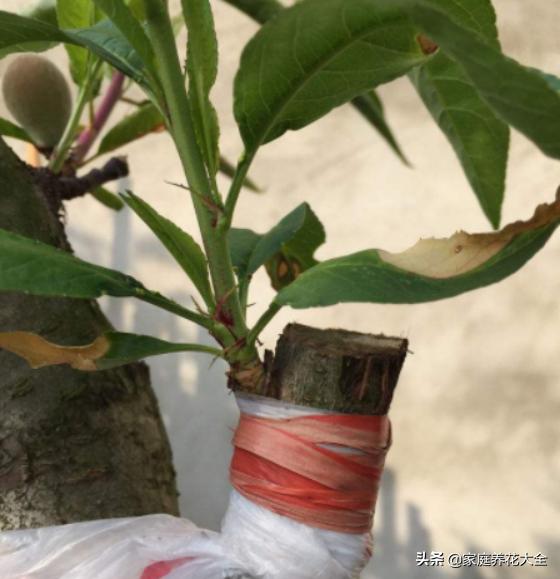 嫁接花卉的方法与技巧,成活率最高的花卉嫁接方法