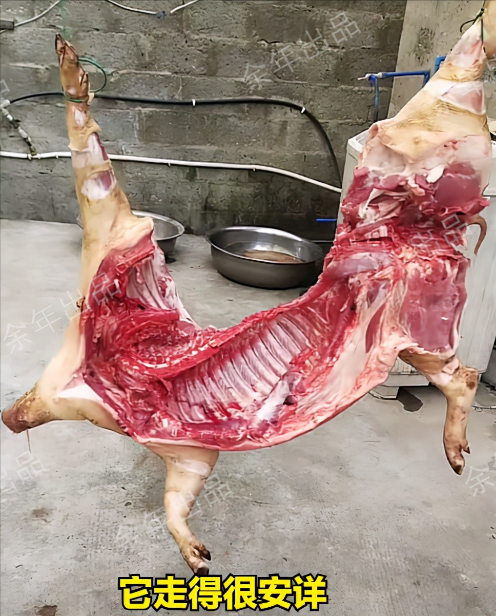 哭笑不得！四川一男子给小猪做人工呼吸，把猪整干哕了