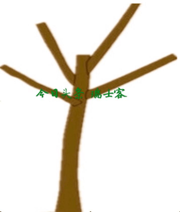 种植菠萝蜜怎样才能高产,菠萝蜜怎么种才高产