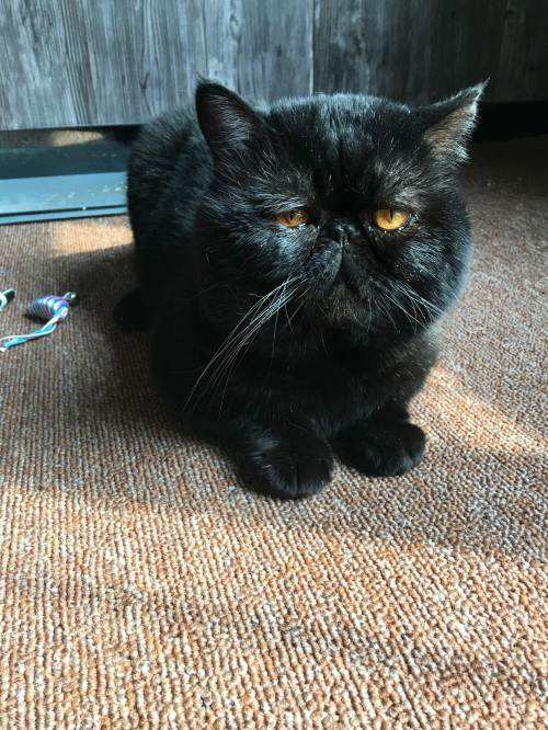 加菲猫有什么毛色,加菲猫有哪些毛色