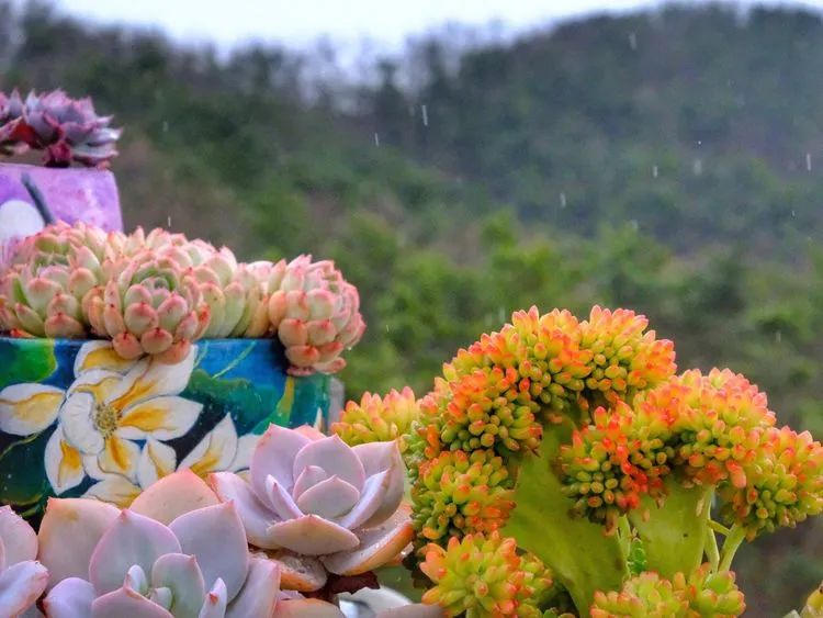 你是盆我是花，你护我周全，我为你绽放