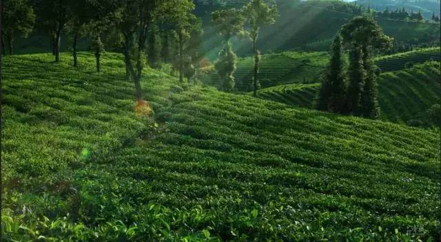 2021浜戝崡鍗佸ぇ鍚嶅搧,浜戝崡鍗佸ぇ鍚嶅搧