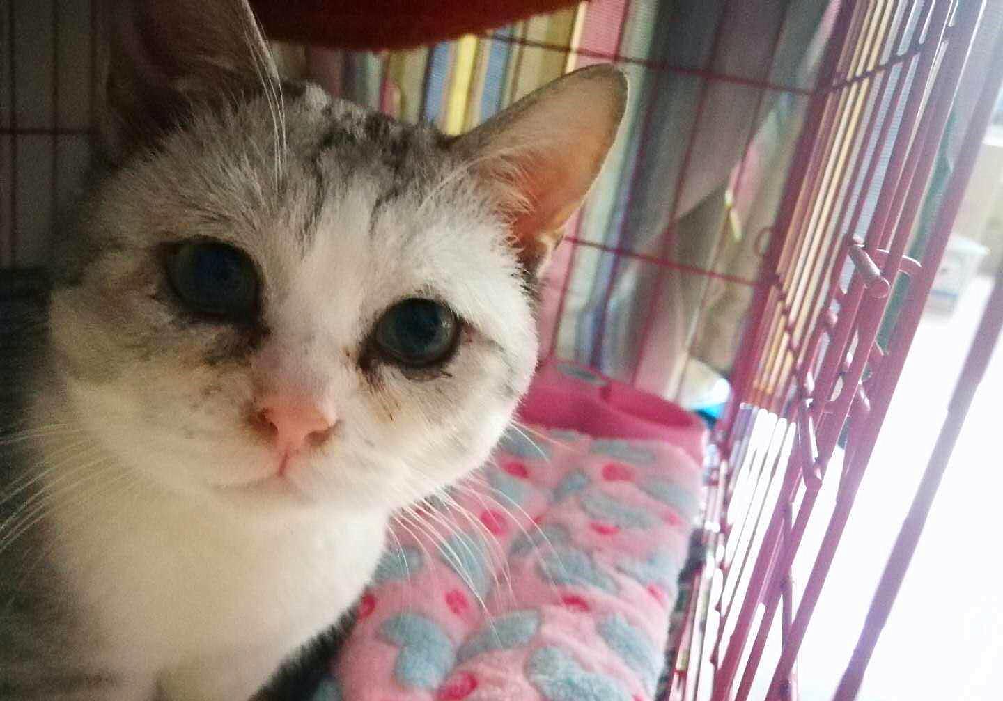 猫咪为什么会传染严重的猫疾病,猫咪传染猫咪的病有哪些症状