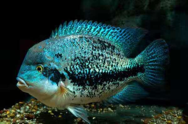 硝化细菌放进去多久有效果,放了硝化细菌多久能见效