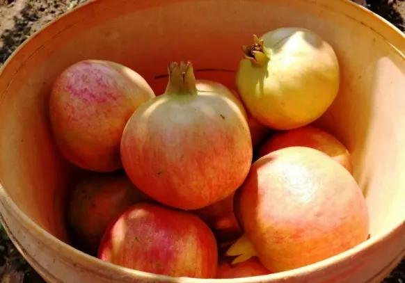 突尼斯软籽石榴可以喝的石榴,突尼斯软籽石榴和雅诗兰黛