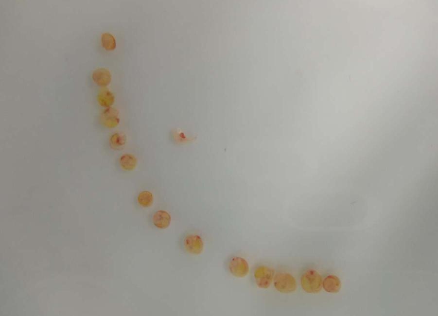 孔雀鱼摔得体内出血,孔雀鱼流产是什么样的