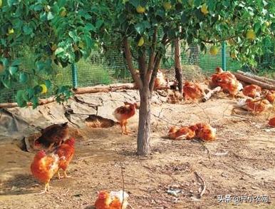 养鸡的利润与成本真实科普,现在养鸡的成本和利润是多少