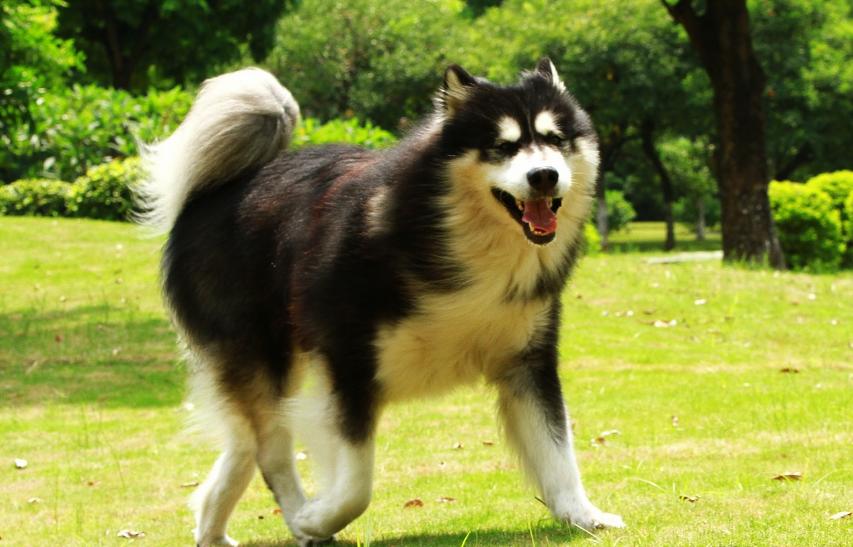 巨型犬类性格最好的狗,最好的七种狗大型犬凶猛