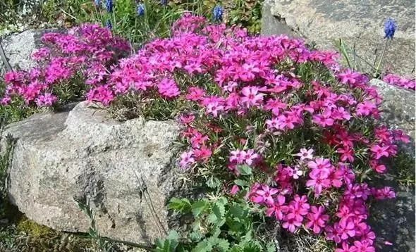 岩石花园景区,岩石园常用花卉