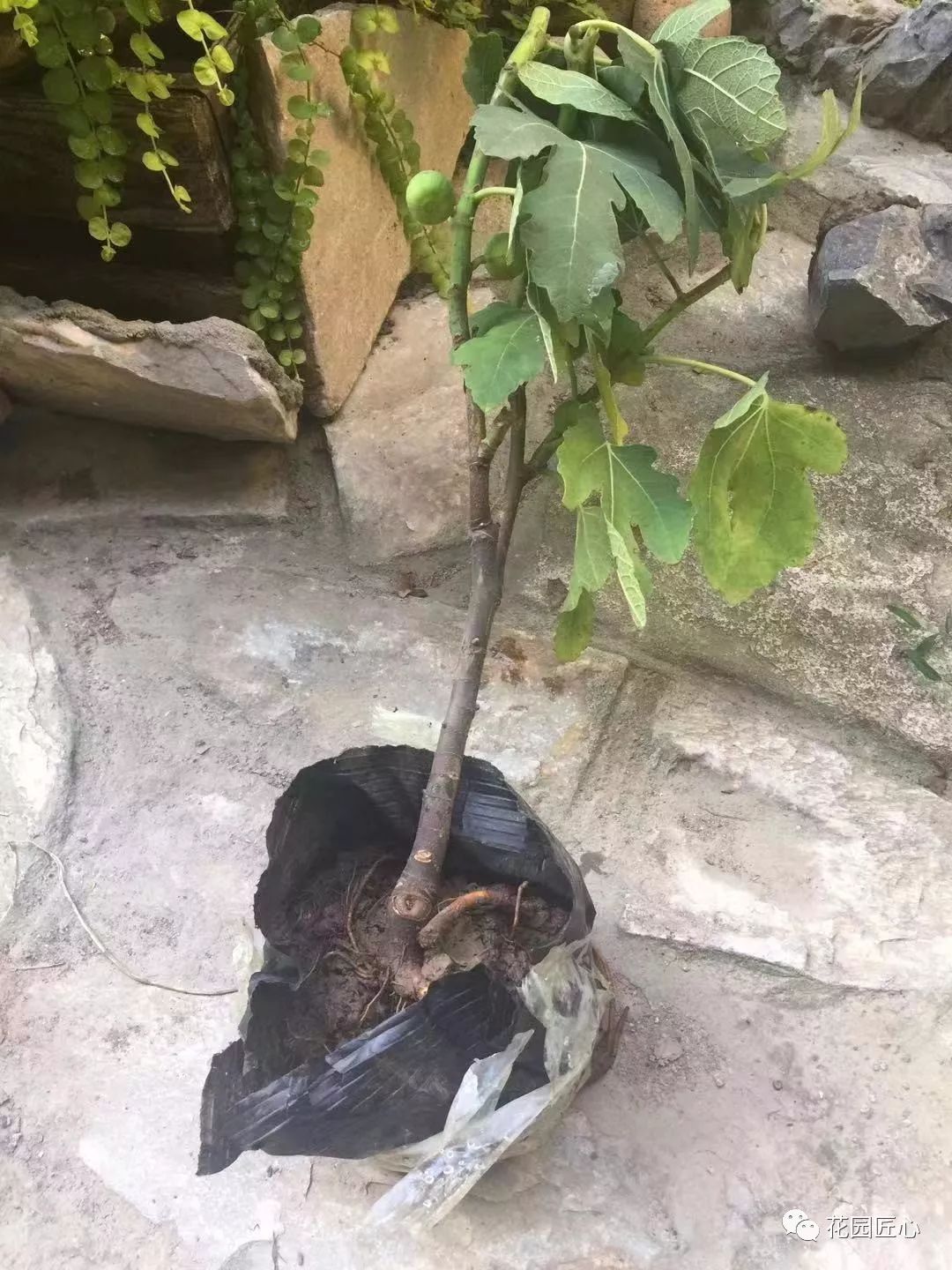 缓苗应该注意些什么,缓苗要注意什么