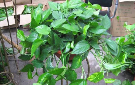 绿萝怎么养不会让它死,绿萝怎么补救最快最有效