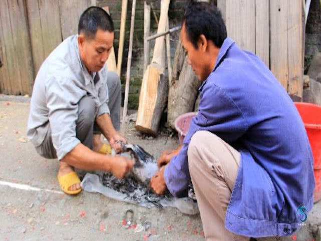 鸭子容易拔毛方法,鸭子拔毛诀窍