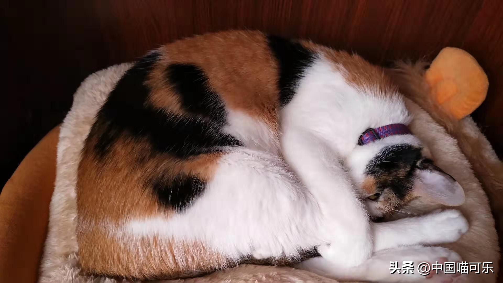 猫被主人遗弃一年后回家,7岁小猫被主人遗弃19公里回家