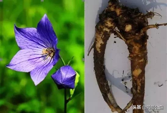 美味佳药,美味拌桔梗的做法