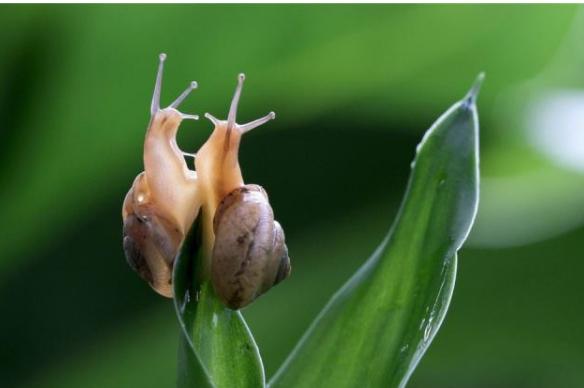 动物世界的生活方式,速度慢的动物世界