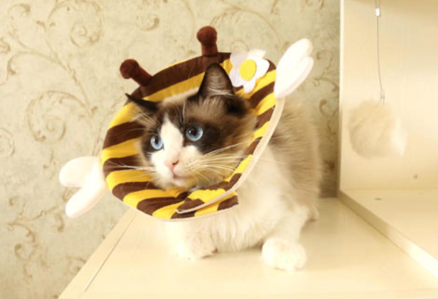 用喂药神器怎样给猫咪喂药,给猫咪喂药就吐