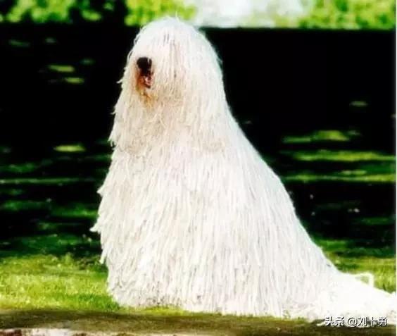 罕见动物60种大开眼界,十种罕见动物