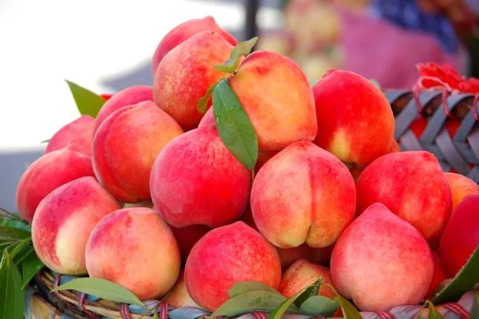 古田水蜜桃原产地每日凌晨采摘,古田水蜜桃的季节