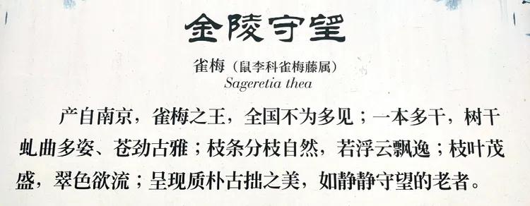 曾作为禁地，与外界隔绝二百六十多年的“玄武湖”，今日锣鼓喧天