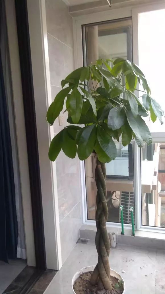 独杆发财树叶子下垂是什么原因,发财树叶子下垂是什么原因啊