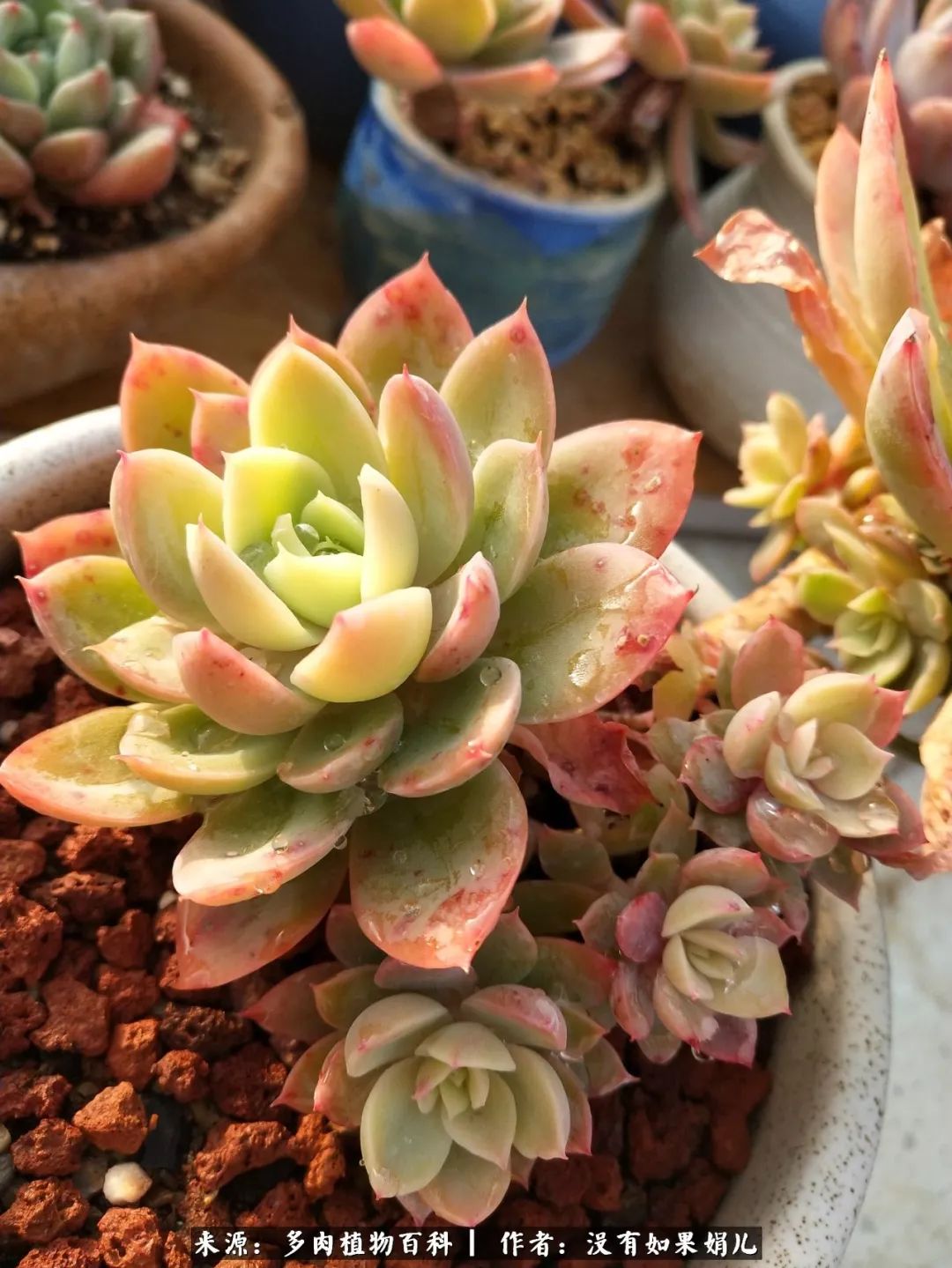 明人不说暗话，我为多肉而来！