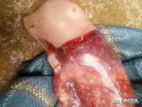 母猪胎衣怎么看病情,如何通过猪胎衣判断疾病