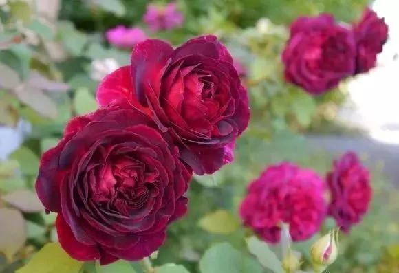 玫瑰有几种品种图片及名称,玫瑰品种分类名称及图片介绍