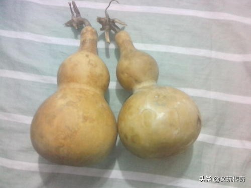 文玩葫芦的斑点如何处理,文玩葫芦晾晒多长时间才能上色