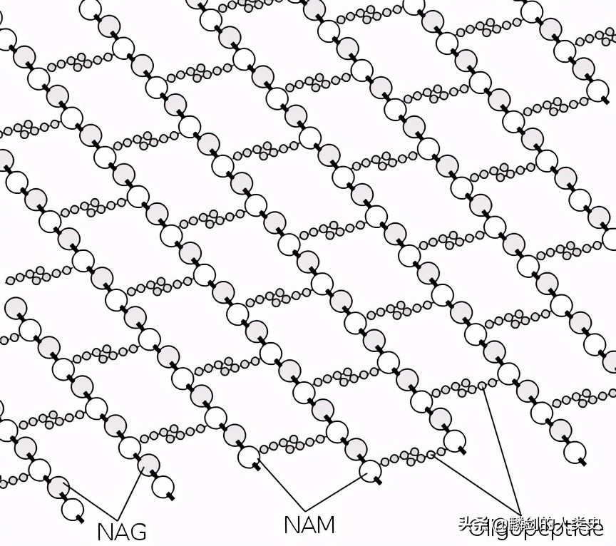地球单细胞生物的进化过程,地球微生物演化史