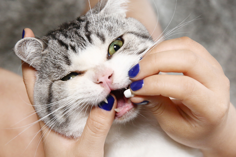 猫咪驱虫滴剂哪个牌子好,猫驱虫拜宠清和拜耳有啥区别