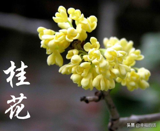 中国十大名花图片及花语,山茶花是中国十大名花吗