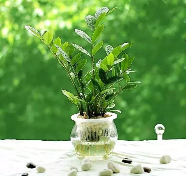 出现黄叶枯萎,出现黄叶用什么药