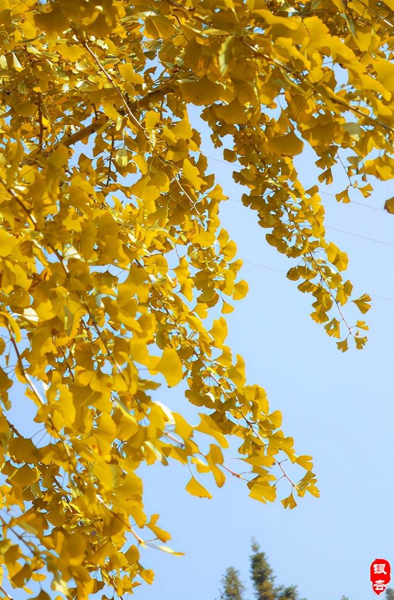 关于银杏叶秋天意境的诗句,十二首有关银杏的诗词